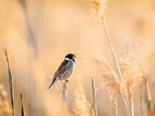Reed bunting surrounded by reed