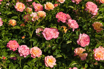 Colorful rose flowers in bloom among green leaves