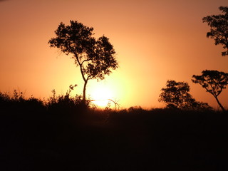 Naklejka na ściany i meble African bush sunset