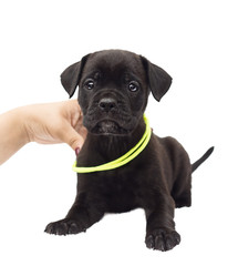 one-month-old cane corso puppy