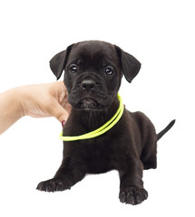 Obraz premium one-month-old cane corso puppy