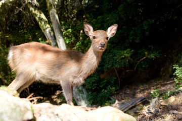 deers were begging and playing in nara park, kyoto