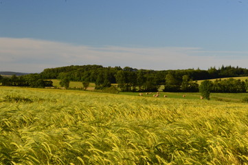 Moisson aveyronnaise