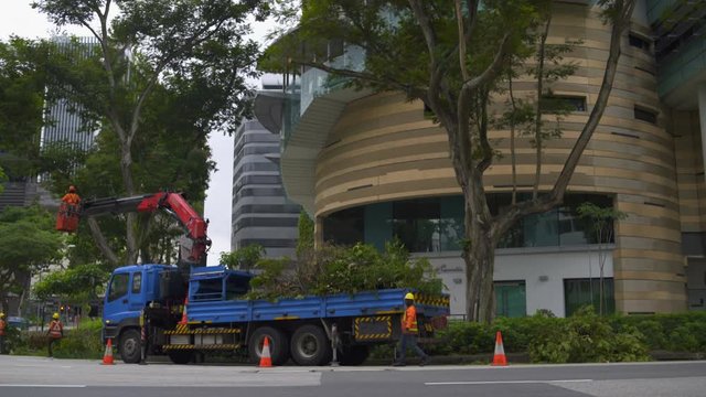 A man ennobles trees cuts off branches from a car with a lift