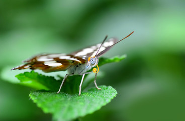 Closeup  beautiful butterfly & flower in the garden.