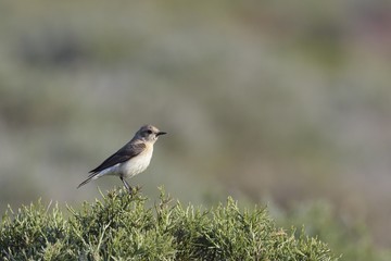 Black-eared Wheatear (Oenanthe hispanica), Crete 