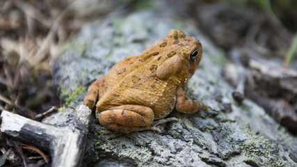 An orange Fowler's Toad with large eyes and warty skin with spots sits on a branch in the forest.