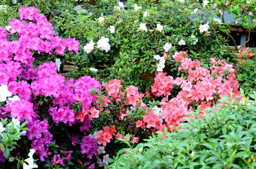 Цветущие азалии в ботаническом саду