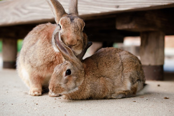 cute wild bunny rabbits in japan's rabbit island, okunoshima