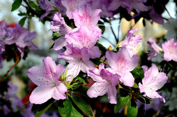 Розовая цветущая азалия в ботаническом саду Санкт-Петербурга