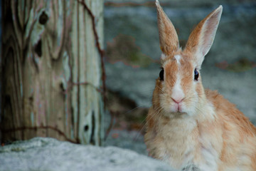 cute wild bunny rabbits in japan's rabbit island, okunoshima