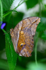 Fototapeta premium Closeup beautiful butterfly & flower in the garden.