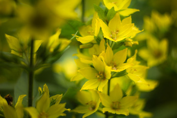 yellow flowers