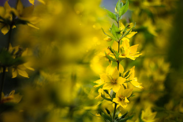 Naklejka na ściany i meble yellow flowers