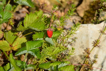 Fraisier sauvage 