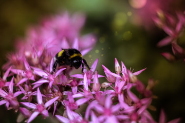 bee on flower