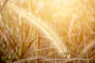 Fresh grass flower field in nature background. Imperata cylindrica Beauv,Grass field