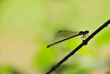silhouette of dragonfly