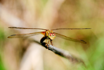 close up of dragonfly head
