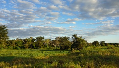Fototapeta premium natural green landscape in kenya