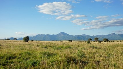 Fototapeta premium natural green landscape in kenya