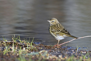 Meadow Pipit - Anthus pratensis, Crete
