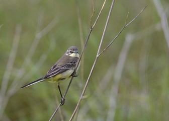 Yellow Wagtail (Motacilla flava), Greece