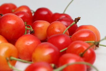 Japanese cherry