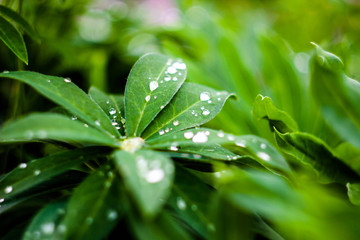 water drops on leaves