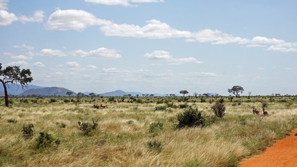 Fototapeta na wymiar natural green landscape in kenya