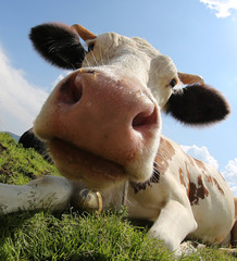 big nose of a cow