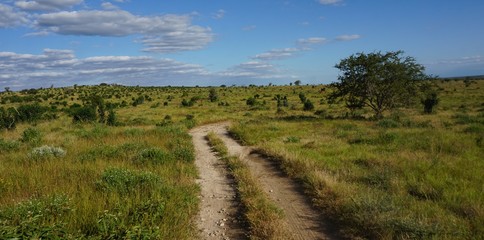 natural green landscape in kenya