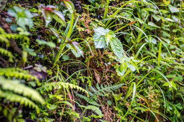 green small plant on wall in the garden