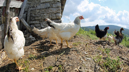 white and black hens in the henhouse © ChiccoDodiFC