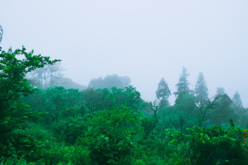 Obraz na płótnie Canvas green forest on the mountain with mist