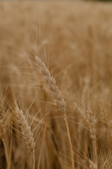 Beautiful little girl in a wheat field