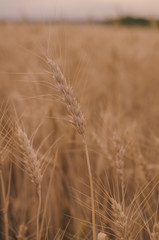 Beautiful little girl in a wheat field