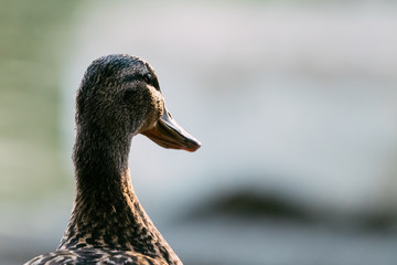 Portrait of duck from behind as looking at the water surface