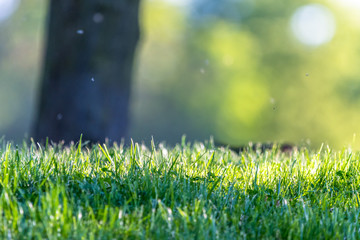 Fresh green grass in a park with an abstract green background