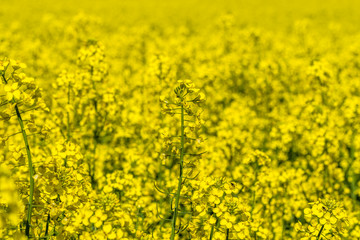 Obraz premium Beautiful summer field with flowering yellow rapeseed