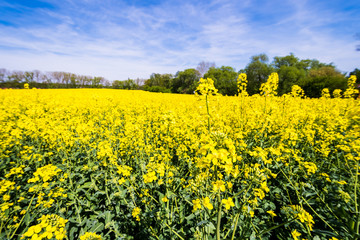 Obraz premium Beautiful summer field with flowering yellow rapeseed