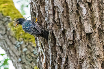 The parent of a common starling feeding a chick in a nest in a tree hole