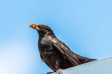 Cute common blackbird sitting on a roof with food in a beak