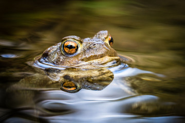 Portrait of a beautiful toad with head above the water surface