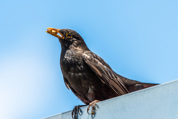 Cute common blackbird sitting on a roof with food in a beak