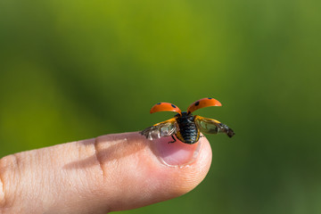 Small ladybug on top of a finger preparing to the fly