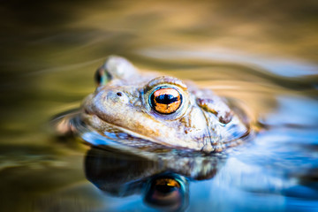 Portrait of a beautiful toad with head above the water surface