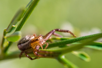 Macro portrait of a beautiful small garden spider on a green plant