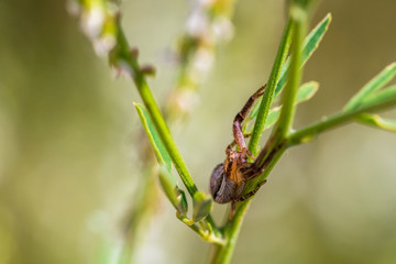 Macro portrait of a beautiful small garden spider on a green plant
