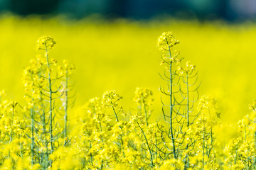 Obraz premium Beautiful summer field with flowering yellow rapeseed